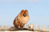SPITZ ALLEMAND 197